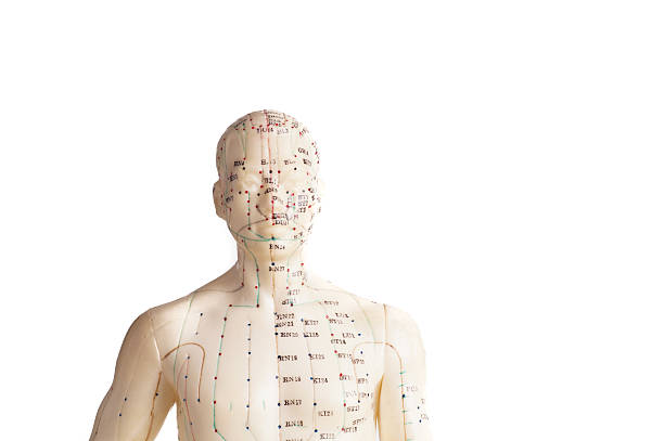 Photo Manequin acupuncture